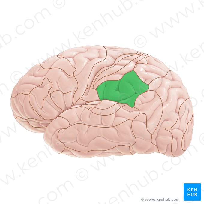 Área 40 de Brodmann (Area Brodmann 40); Imagem: Paul Kim