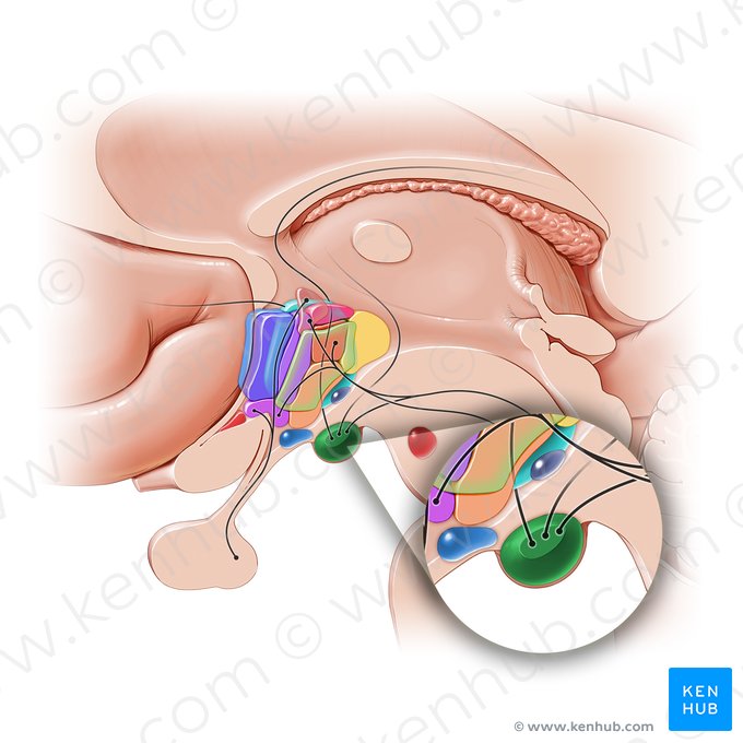 Corpo mamilar (Complexus mammillare); Imagem: Paul Kim