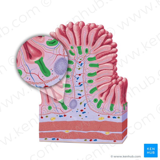 Cripta intestinal (de Lieberkühn) (Crypta intestinalis); Imagem: Paul Kim