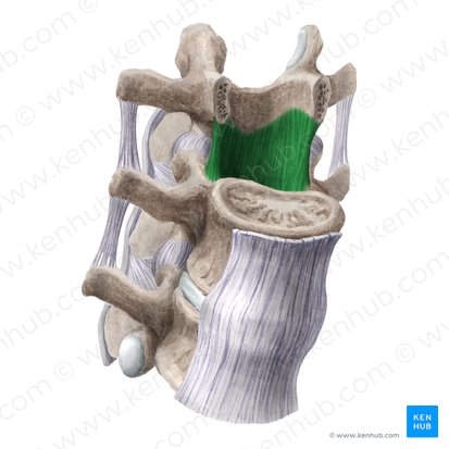 Ligamentos amarillos (Ligamenta flava); Imagen: Liene Znotina