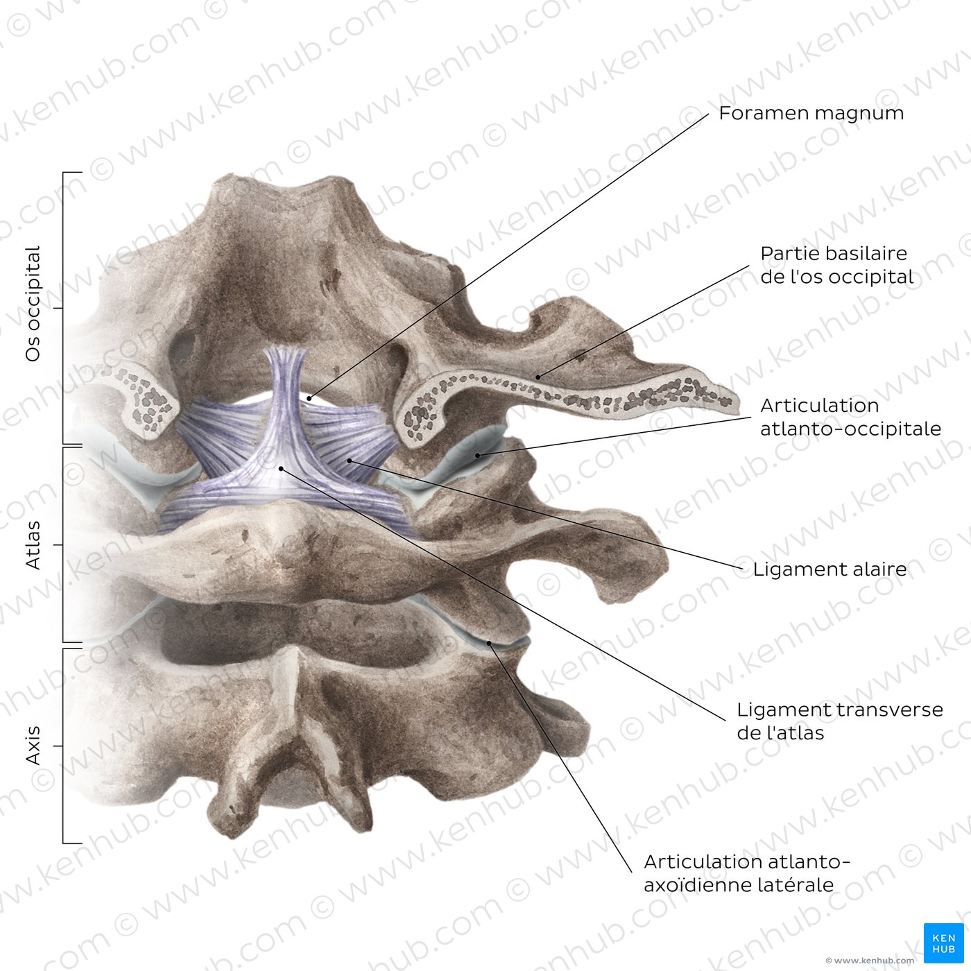 Atlantooccipital and atlantoaxial joints