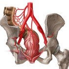 Arteria rectalis media