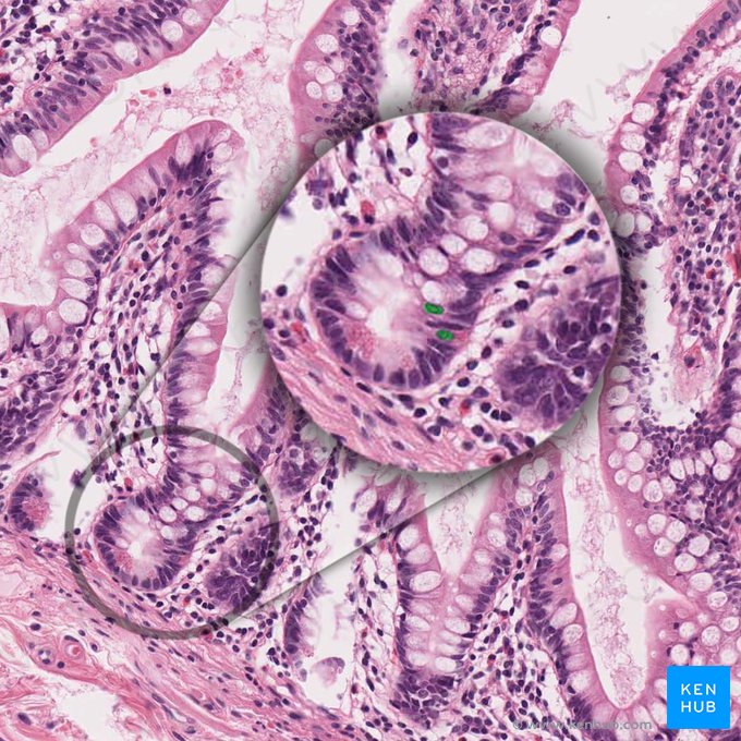 Cellula APUD (APUD-Zelle); Bild: 