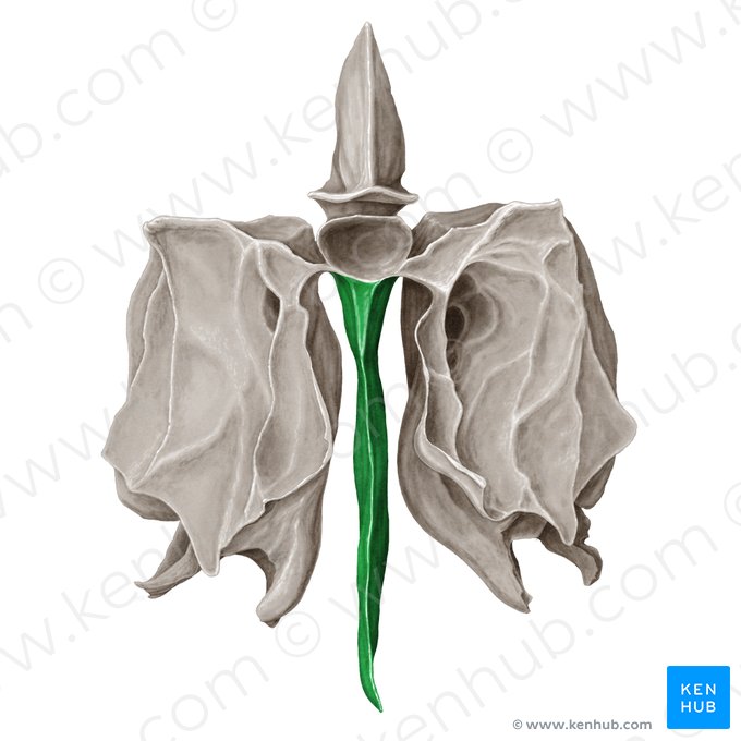 Perpendicular plate of ethmoid bone (Lamina perpendicularis ossis ethmoidalis); Image: Samantha Zimmerman