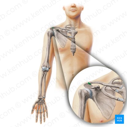 Articulatio acromioclavicularis (Schultereckgelenk); Bild: Paul Kim