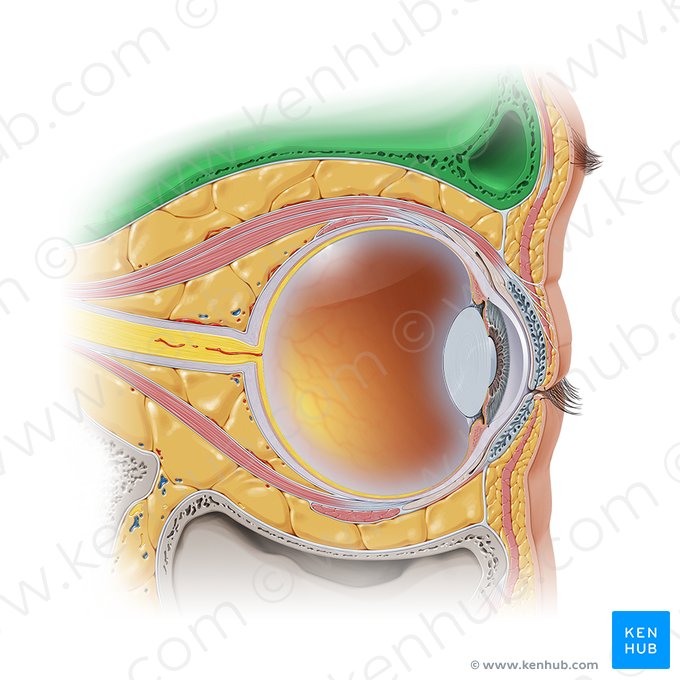 Techo de la órbita (Paries superior orbitae); Imagen: Paul Kim