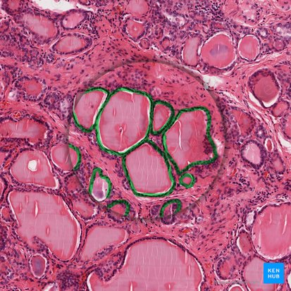 Epitelio cúbico simple (Epithelium simplex cuboideum); Imagen: 
