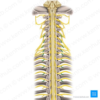 Posterior rami of spinal nerves C4-T4 (Rami posteriores nervorum spinalium C4-T4); Image: Rebecca Betts