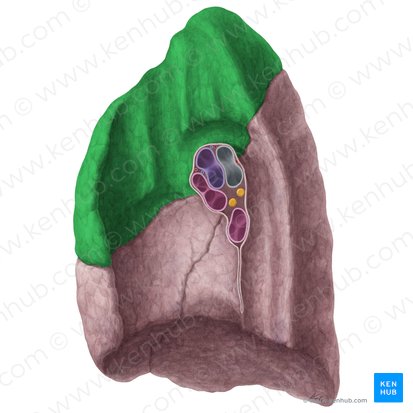 Lobus superior pulmonis dextri (Oberlappen der rechten Lunge); Bild: Yousun Koh