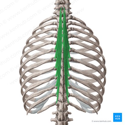 Musculus semispinalis thoracis (Halbdornmuskel der Brust); Bild: Yousun Koh