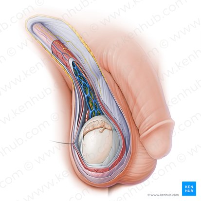 Testicular artery (Arteria testicularis); Image: Paul Kim