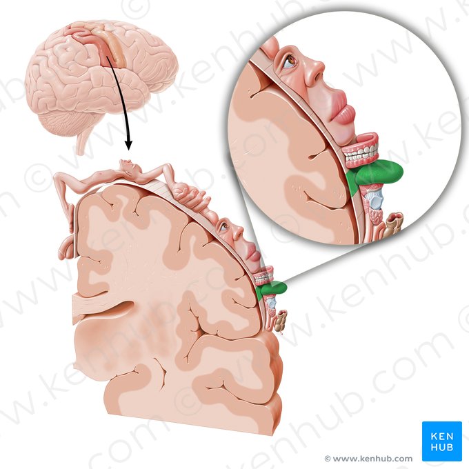 Sensory cortex of tongue (Cortex sensorius linguae); Image: Paul Kim