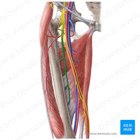 Arteria profunda femoris (Tiefe Oberschenkelarterie); Bild: Liene Znotina