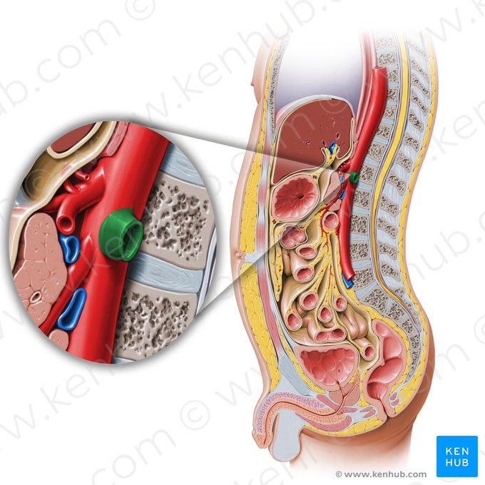 Arteria renal izquierda (Arteria renalis sinistra); Imagen: Paul Kim