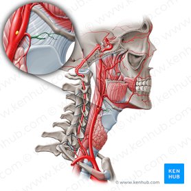 Superior laryngeal artery (Arteria laryngea superior); Image: Paul Kim
