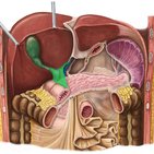 Hepatoduodenal ligament