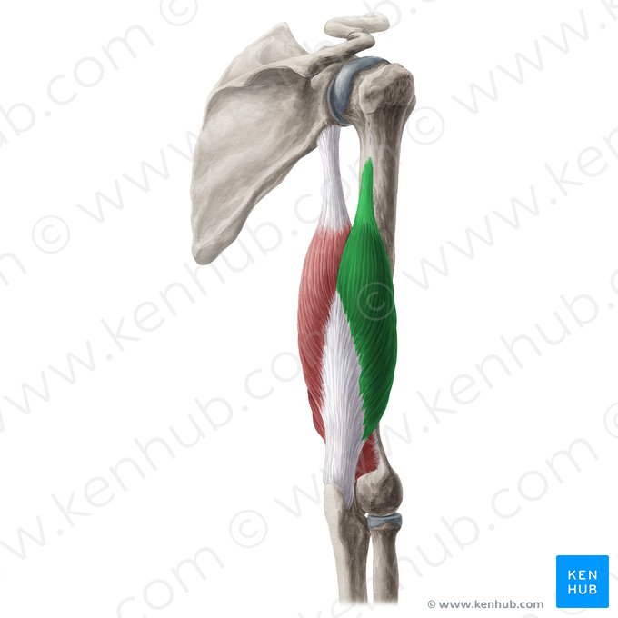 Cabeza lateral del músculo tríceps braquial (Caput laterale musculi tricipitis brachii); Imagen: Yousun Koh