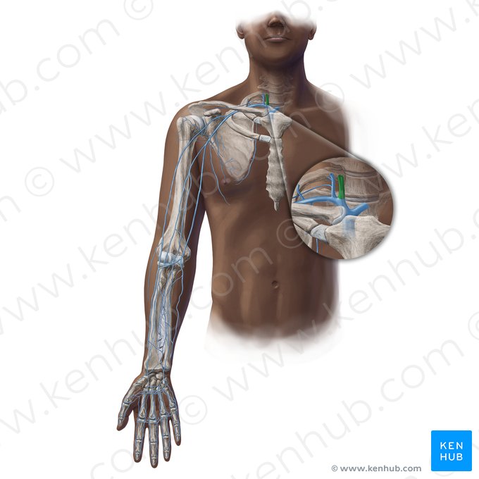 Vena yugular interna (Vena jugularis interna); Imagen: Paul Kim