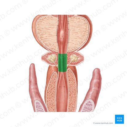 Membranous part of urethra (Pars membranacea urethrae); Image: Samantha Zimmerman