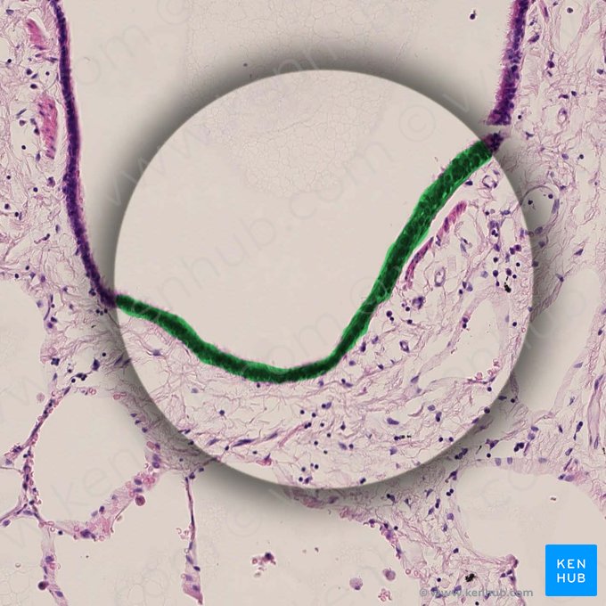 Epitelio respiratorio del bronquiolo terminal (Epithelium respiratorium bronchioli terminalis); Imagen: 