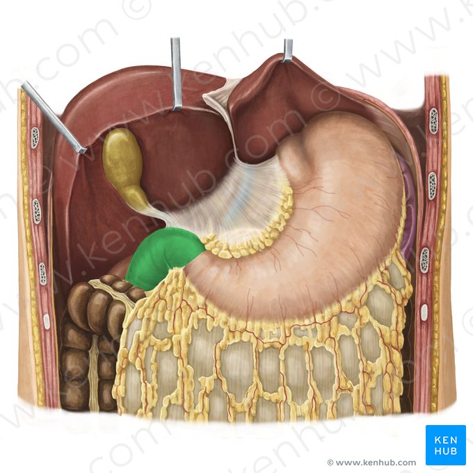 Duodenum (Zwölffingerdarm); Bild: Irina Münstermann