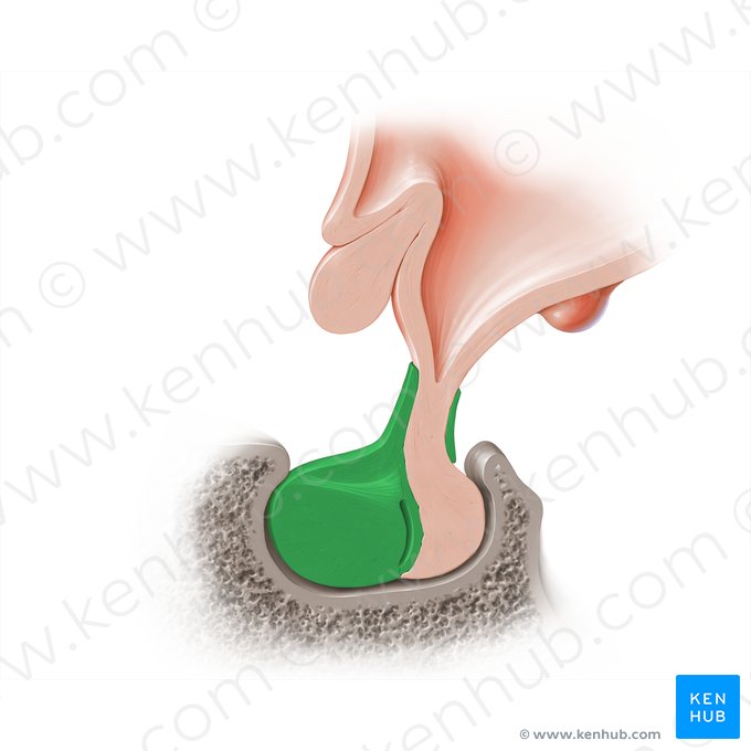 Adeno-hipófise (Adenohypophysis); Imagem: Paul Kim