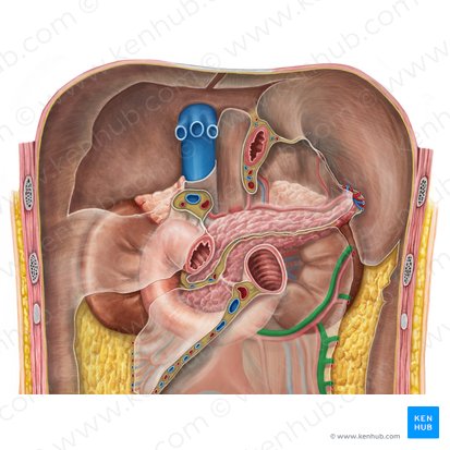 Left colic vein (Vena colica sinistra); Image: Irina Münstermann