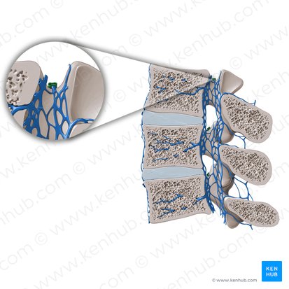 Vena intervertebralis (Zwischenwirbelvene); Bild: Paul Kim