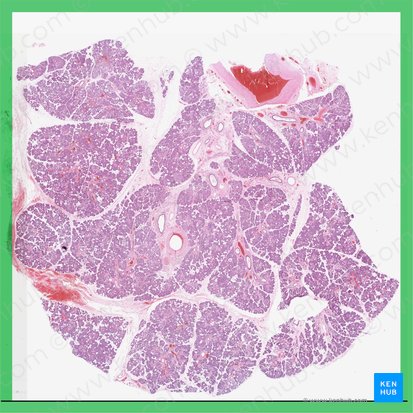 Glândula submandibular (Glandula submandibularis); Imagem: 