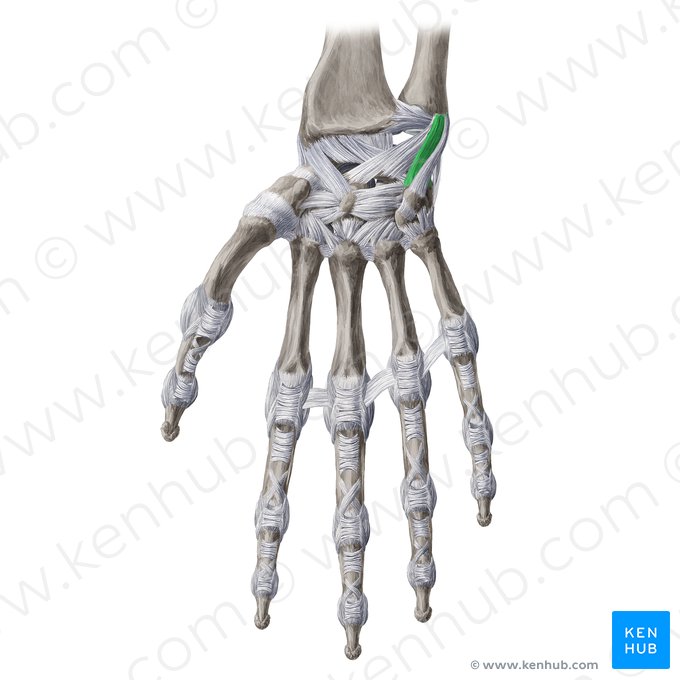 Ulnotriquetral ligament (Ligamentum ulnotriquetrum); Image: Yousun Koh