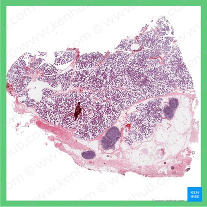 Parotid gland (Glandula parotidea); Image: 