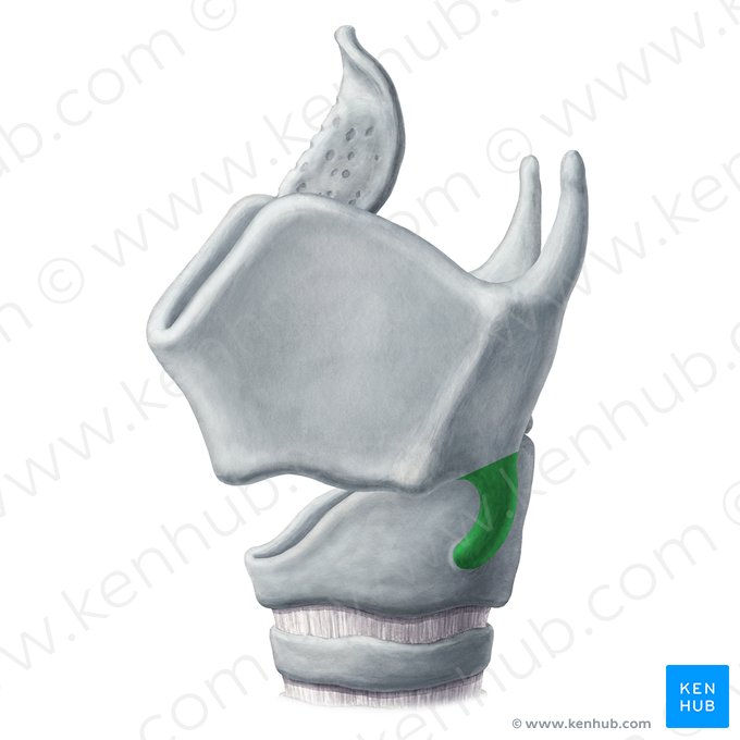 Inferior horn of thyroid cartilage (Cornu inferius cartilaginis thyroideae); Image: Yousun Koh