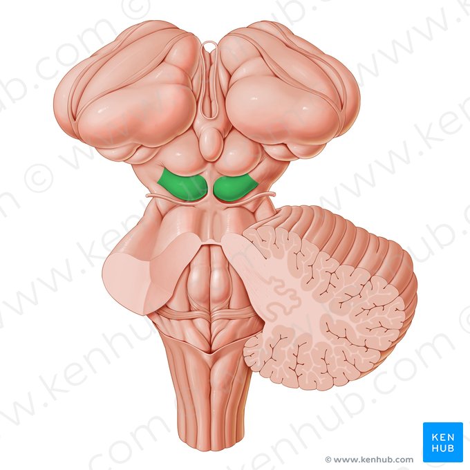 Colliculus inférieur (Colliculus inferior); Image : Paul Kim