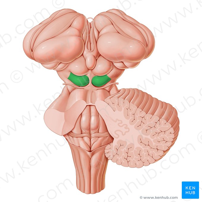 Colículo inferior (Colliculus inferior); Imagem: Paul Kim