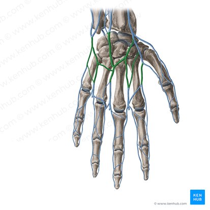 Dorsal venous network of hand (Rete venosum dorsale manus); Image: Yousun Koh