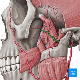 Maxillary artery (Arteria maxillaris); Image: Paul Kim