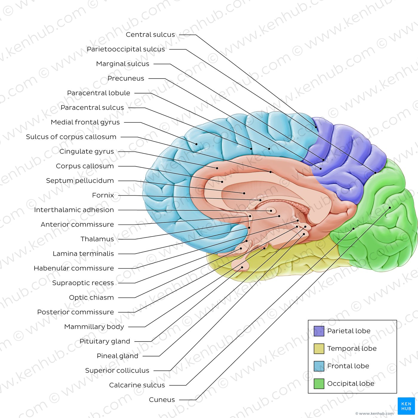 Midsagittal section of the brain labeled