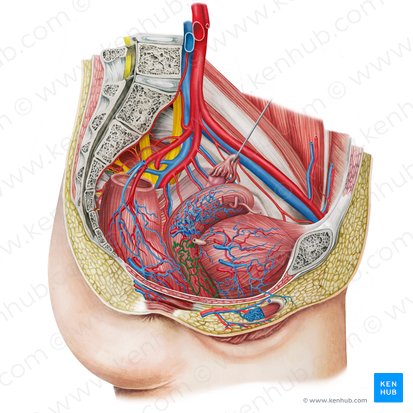 Vaginal venous plexus (Plexus venosus vaginalis); Image: Irina Münstermann