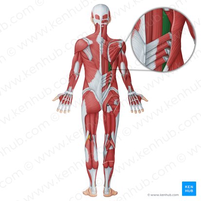 Iliocostalis muscle (Musculus iliocostalis); Image: Irina Münstermann