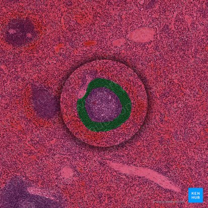 Marginal zone of white pulp (Zona marginalis pulpae albae); Image: 