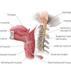 Nervio hipogloso (XII par craneal)