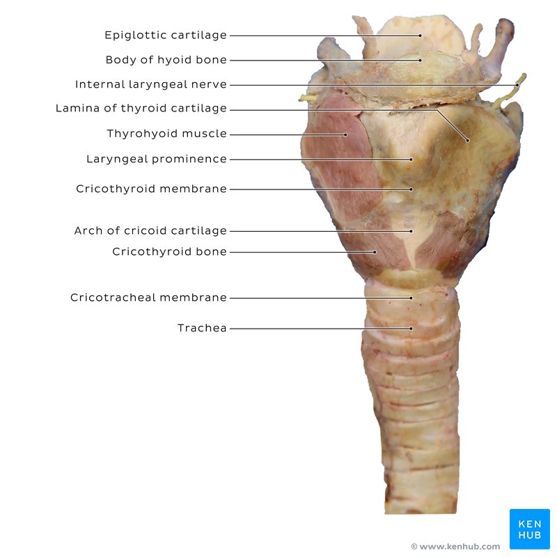 Cricothyroid Membrane - cadaveric view