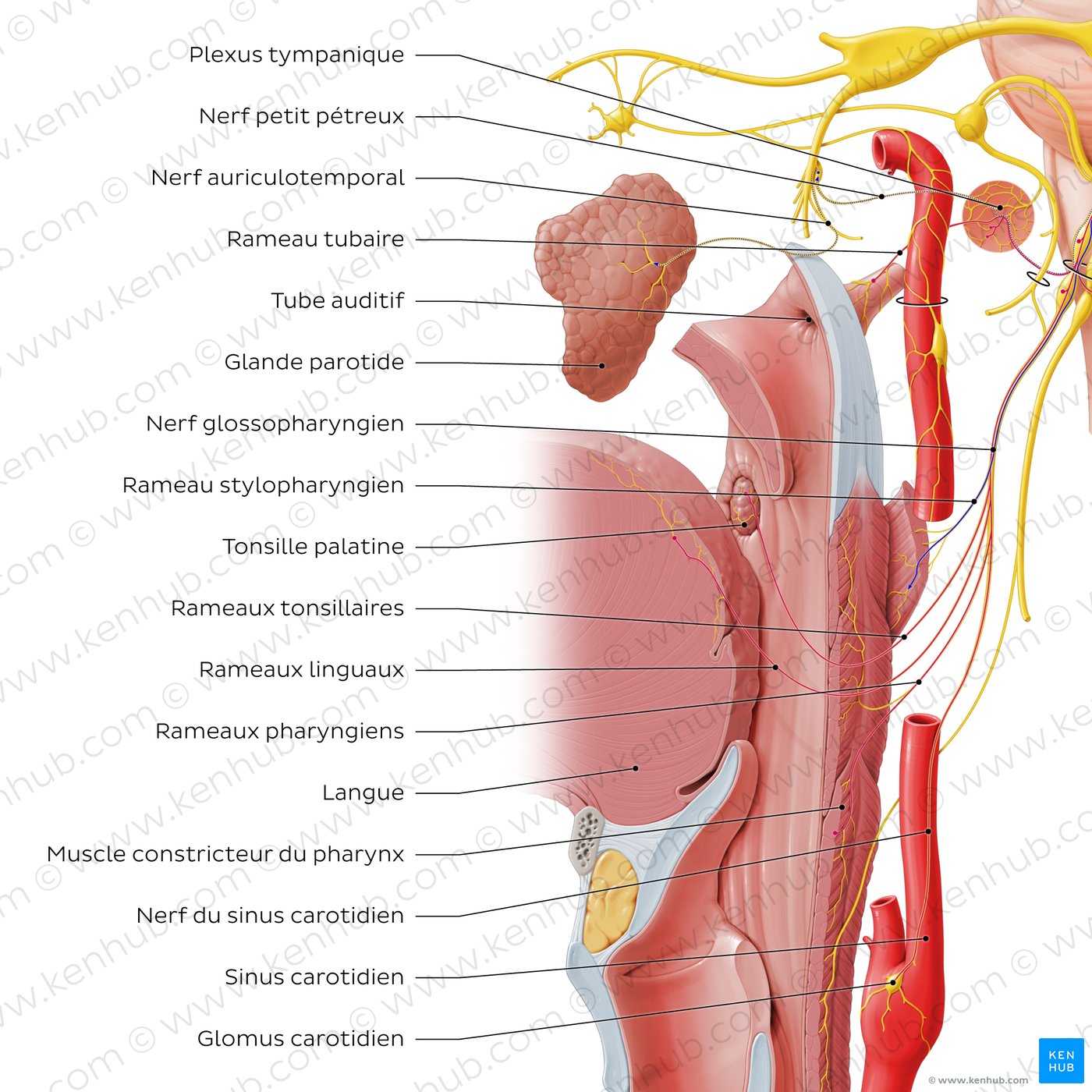 Glossopharyngeal nerve (distal branches)