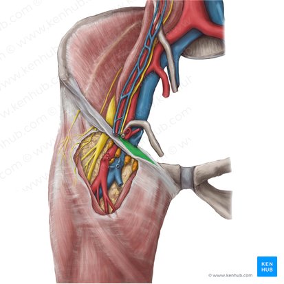 lacunar ligament