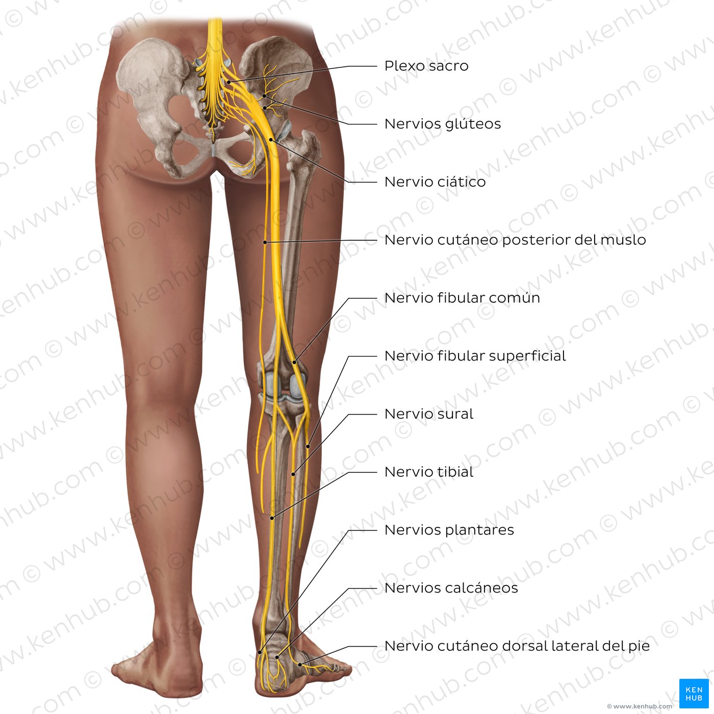 Main nerves found in the lower limb from the posterior view, shown superimposed over the lower half of a dark-skinned model.