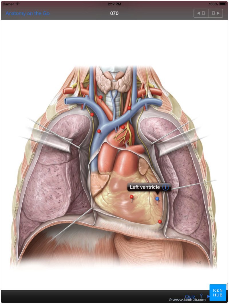 Flashcard de Anatomia