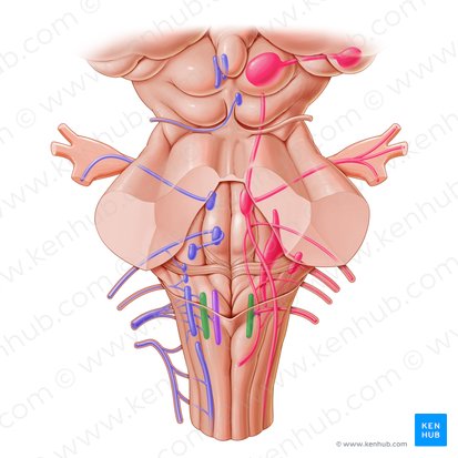 Noyau postérieur du nerf vague (Nucleus posterior nervi vagi); Image : Paul Kim