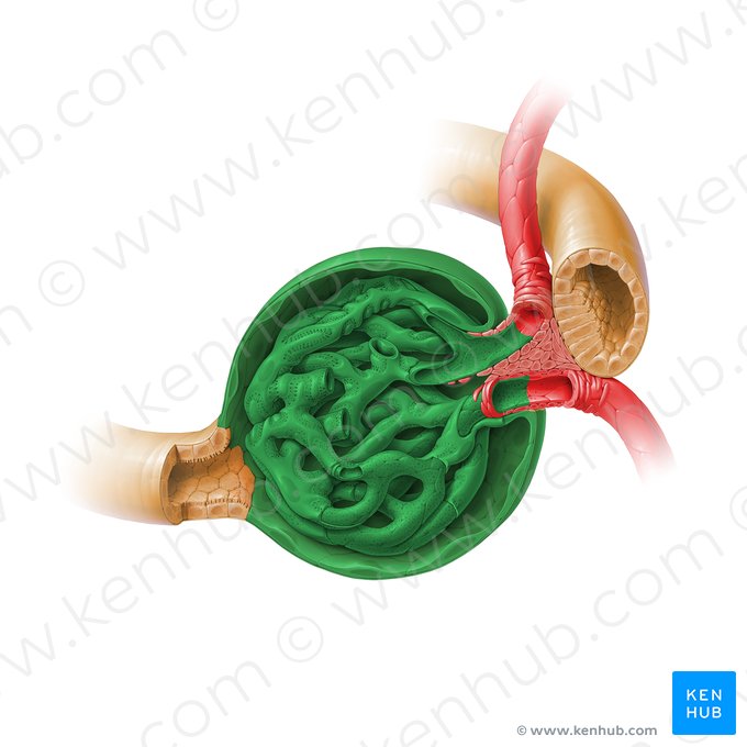 Corpúsculo renal (Corpusculum renale); Imagen: Paul Kim