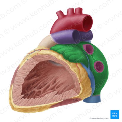 Atrio izquierdo (Atrium sinistrum cordis); Imagen: Yousun Koh