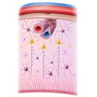 Glial cells